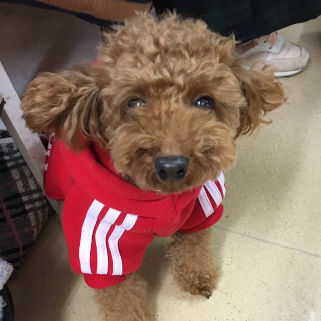 【今日の里帰りワンコ🐶Mダックスのダグ💕トイプードルのめばえ→パピ💕トイプードルのトトロ💕】No,2